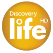 Logo Discovery Life